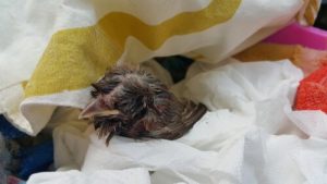 What Do You Do if You Find a Chick on the Ground?