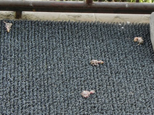 featherless chicks on a door mat