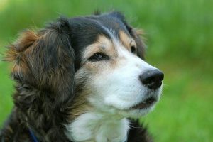 How to Save a Dog From Choking