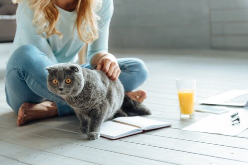 Woman sitting on the floor petting a cat: toxoplasmosis in cats.