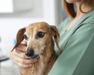 How to Care for an Epileptic Dog