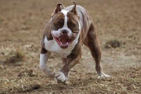 emotional intelligence of dogs