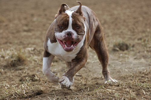 Playful Pitt bull