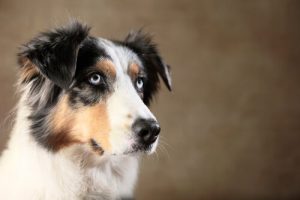 Animal Intelligence: Can Your Dog Deceive You?