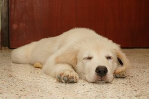 What Do Dogs Dream About? Should I Wake Up My Dog?