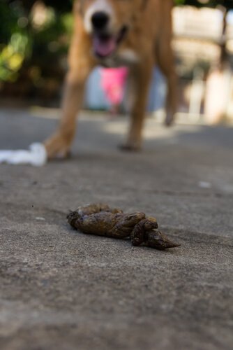 dog eats feces