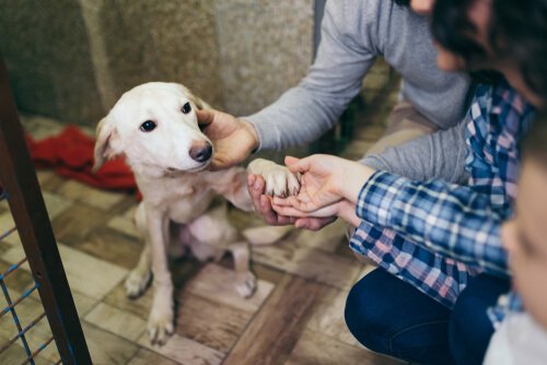 Requirements for Setting Up an Animal Shelter