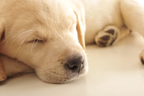A white puppy sleeping