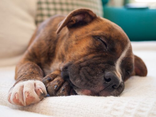 A puppy dreaming