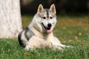 Do dogs have emotional intelligence?