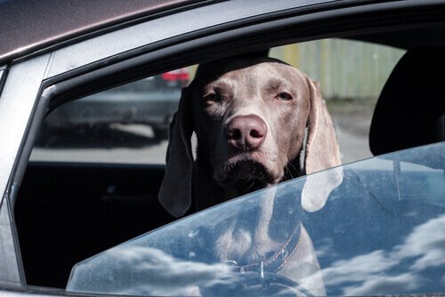 Hund i bilfönster
