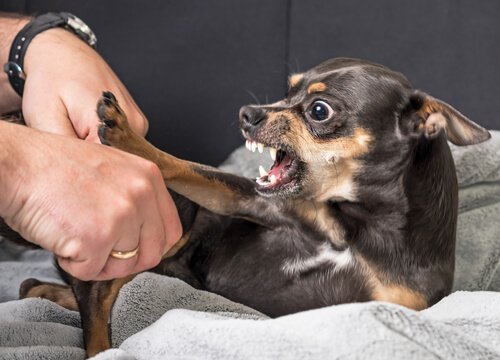 när hunden attackerar dig