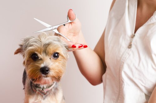 Tips for Dogs that Have a Bad Time at the Groomers
