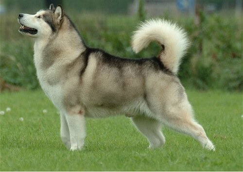 Dog Breeds that Look Like Wolves
