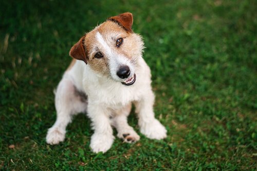 hundar förstår vad vi säger