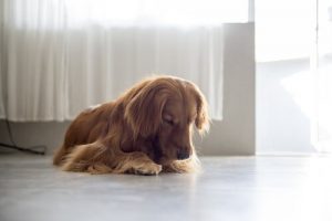 Why Do Female Dogs Lick Their Vulvas?