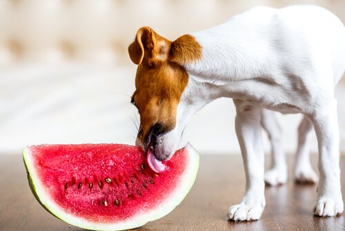 The Best Summer Food for Your Dog