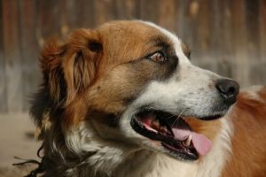 What to Do When Your Dog is Gagging