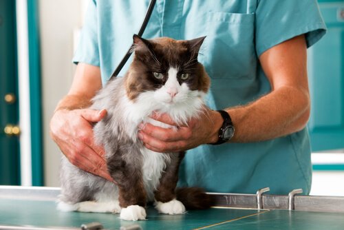 Vet doing a check-up on a cat