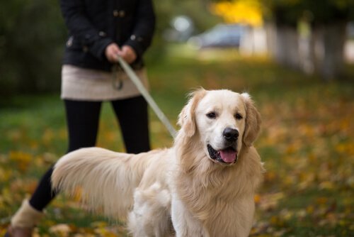 golden retriever on a leash