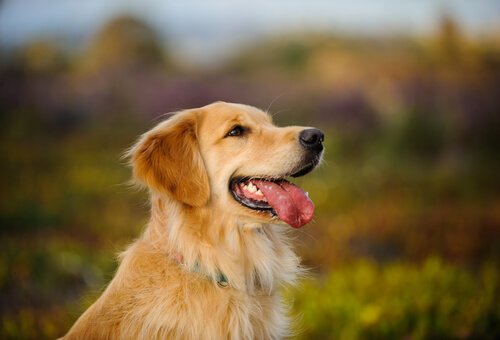 Golden retriever : the most beautiful dogs.