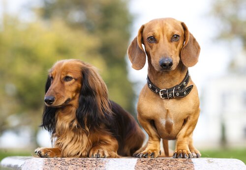 Dogs in FCI Group 4: The Dachshunds