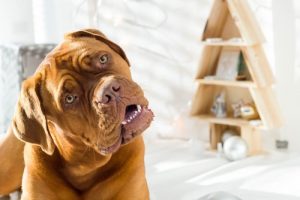 Why does your dog tilt his head when you talk to him?