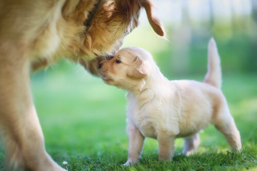 imprinting of puppies: When you can separate puppies from their mother.