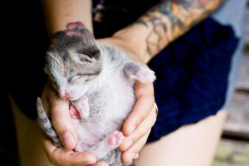 The Kitten Lady holding a newborn kitten .