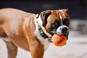 The New Toy for Dogs - Kong