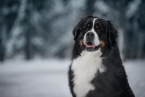 Names for Large Dogs