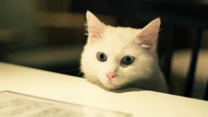 Best Pets and Dog Breeds for Apartment Living