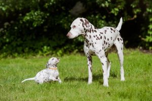 The Most Beautiful Dogs on Earth