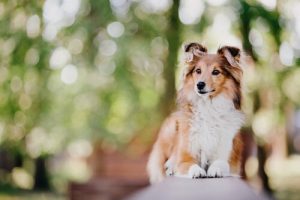 The Most Intelligent Dog Breeds