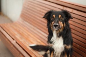 Is neutering good for pets?