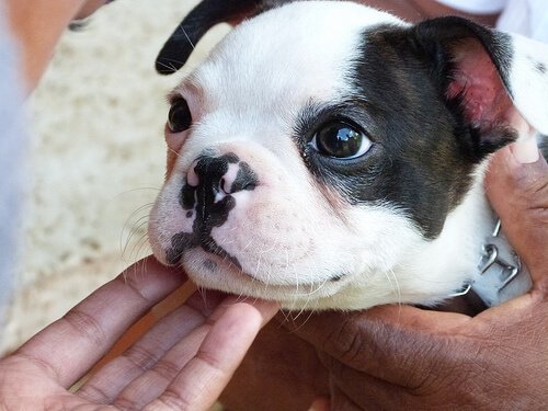 People holding and petting a puppy