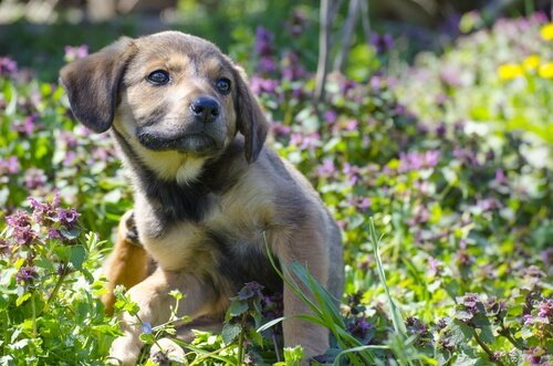 puppy scratching itself among grass and flowers