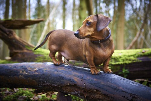 Dachshunds standing on a tree trunk in the forest