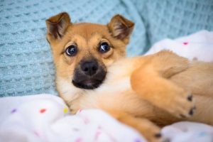 A Pet is not a Hobby