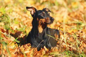 All About The Pinscher