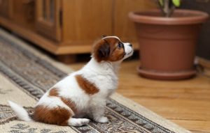 Living with Pets in an Apartment