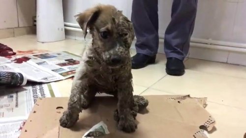 Pascal the Puppy, Saved after Being Covered in Glue and Left to Die