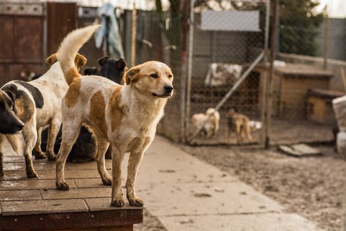 Dogs living in an animal shelter: adopt a pet.