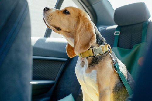 dog wearing harness in taxi