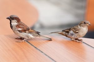 House Sparrows