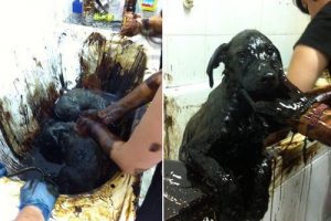 Puppies covered in tar.