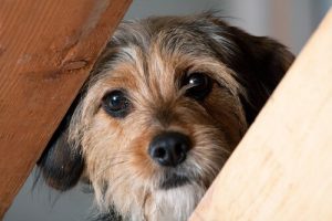 A dog looking through a bannister