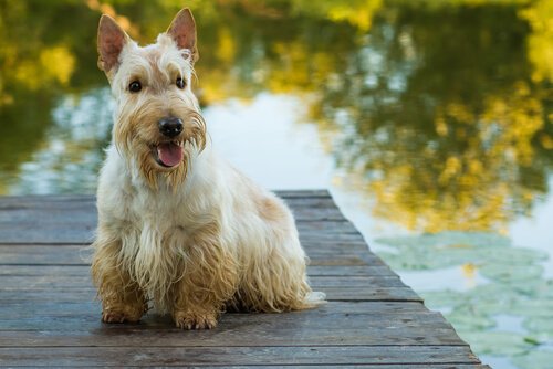 Terrier Dog Breeds: everything you Need to Know