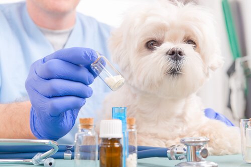 Ibuprofen Poisoning in Dogs