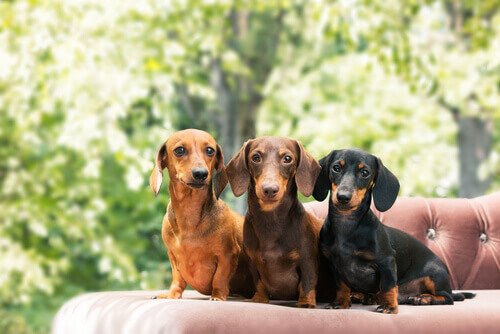 Three dachshunds sitting on a couch: FCI group 4.
